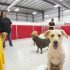 The Dos And Don'ts When Putting Your Dog Into Doggie Daycare